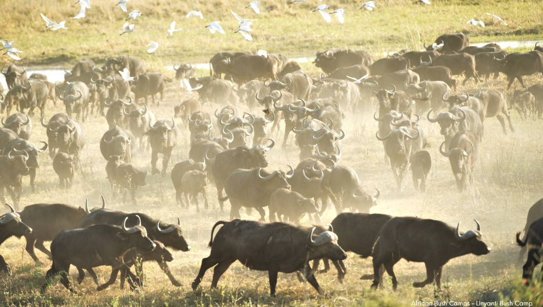 african buffalo